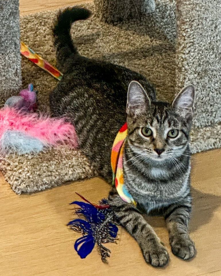 The Best Cat Toy for Every Cat