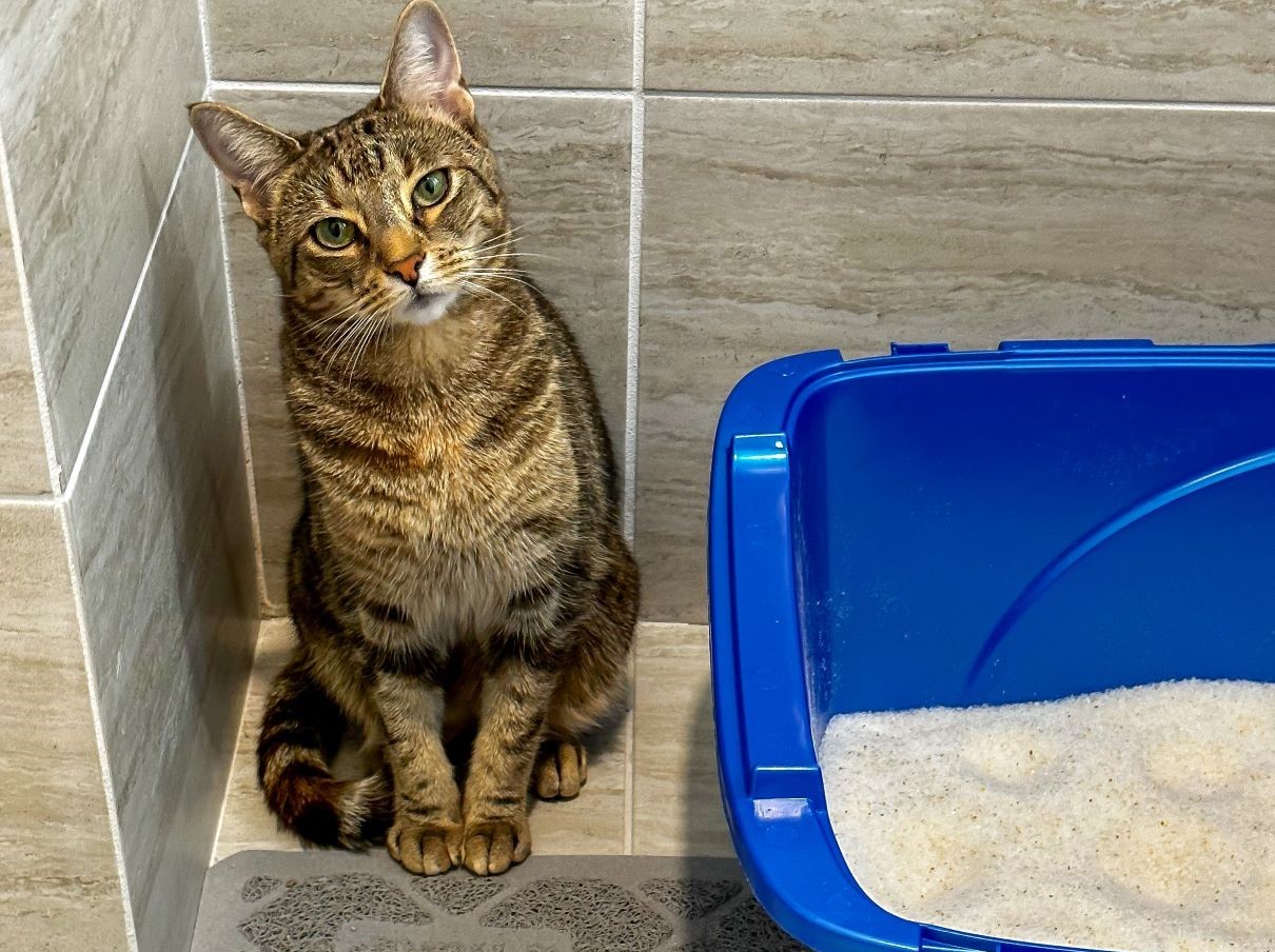 Cute Cat poses with Litter Box