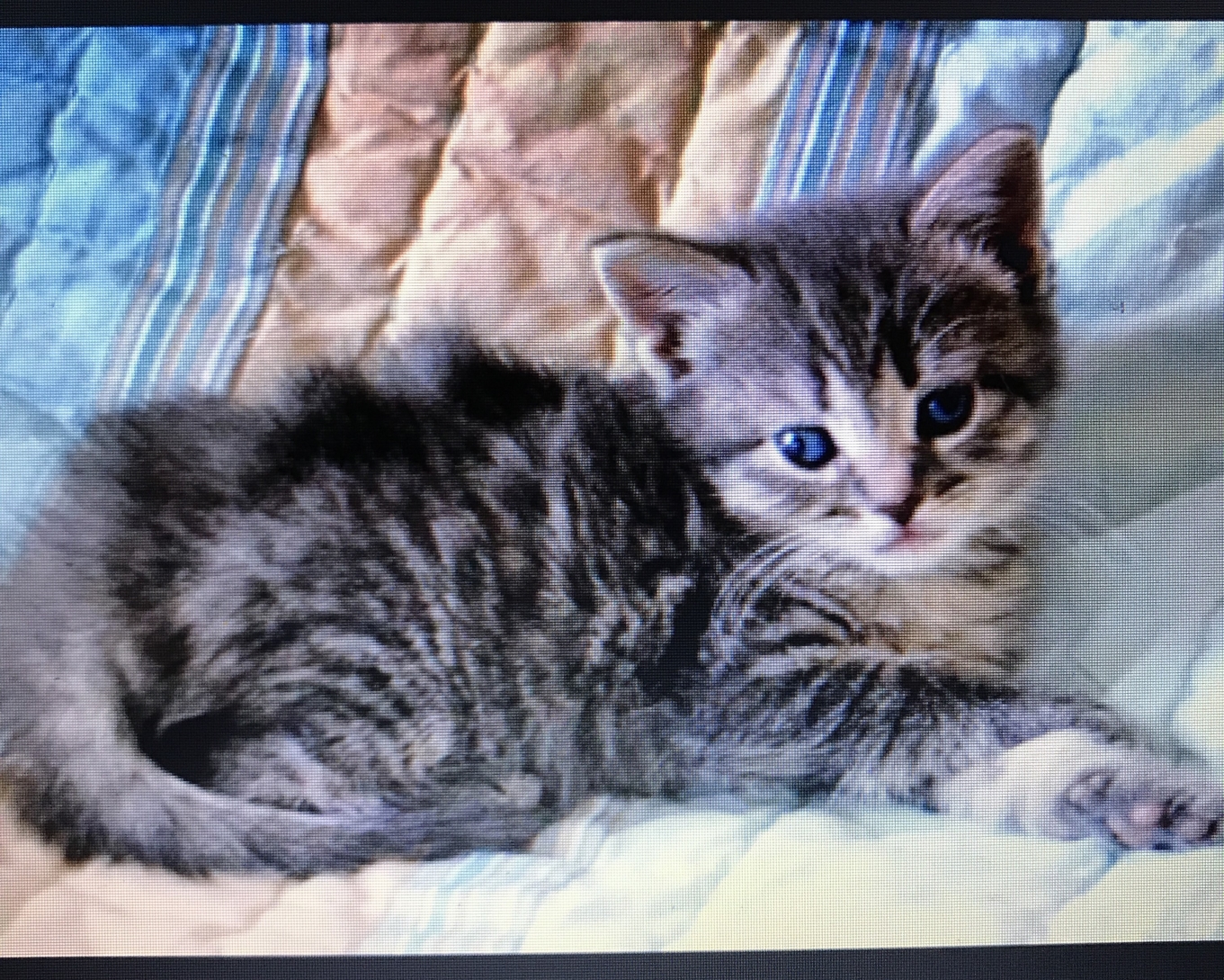 Cute baby tabby kitten
