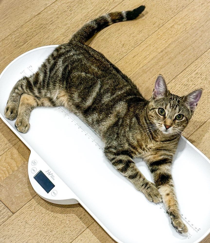 The Complete Guide to Keeping Your Cat Healthy and Happy