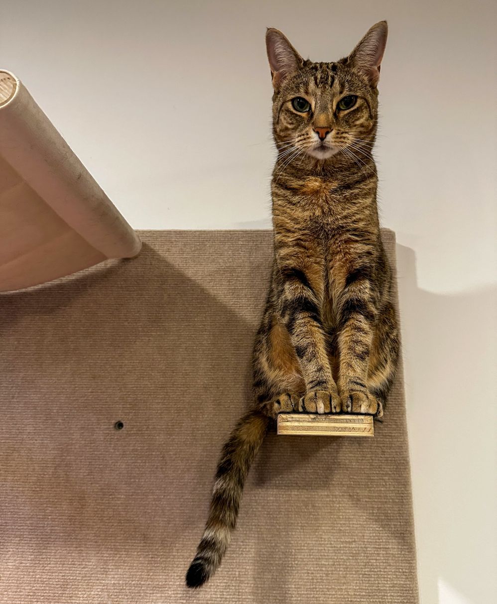 Why Do Cats _? The Web’s Most Frequently Asked Cat Questions