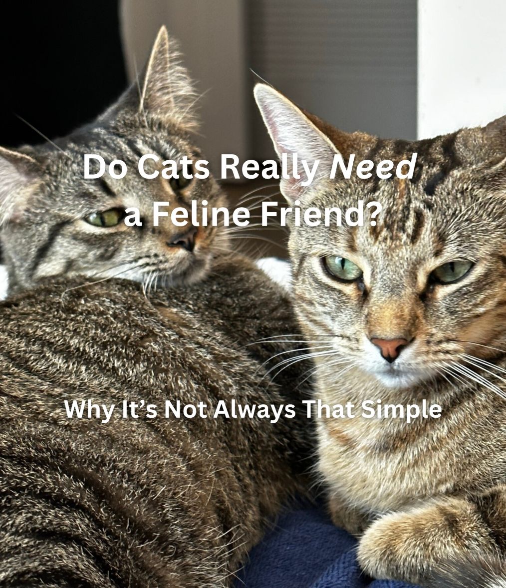 Do Cats Really Need a Feline Friend? Why It’s Not Always That Simple