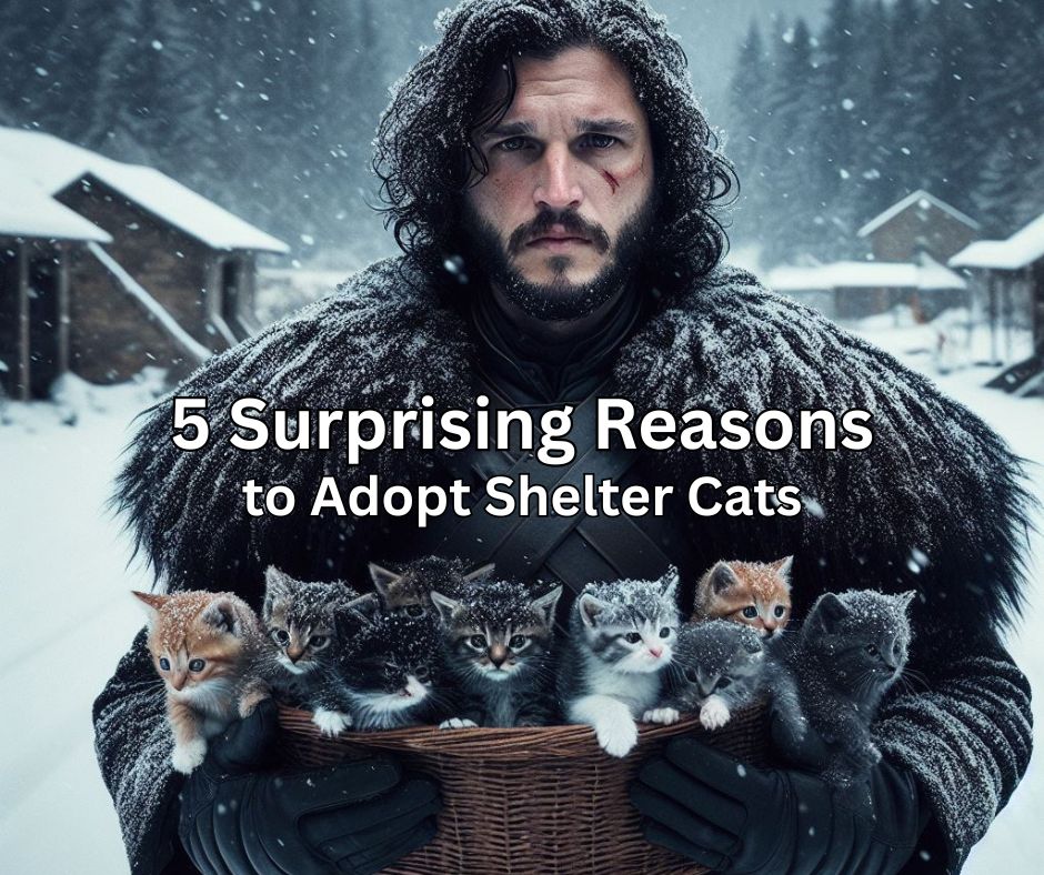 5 Surprising Reasons to Adopt Shelter Cats