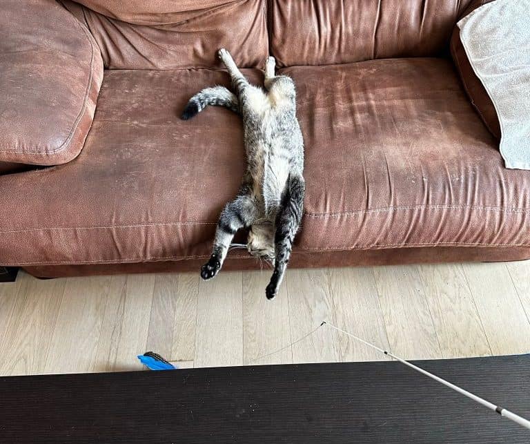 Start Here Happy Indoor Cat Playing with Cat Toy