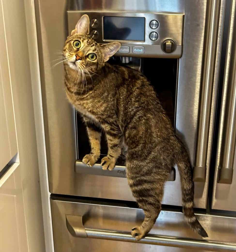 Is My Cat Bored? 9 Warning Signs Indoor Cat Owners Miss