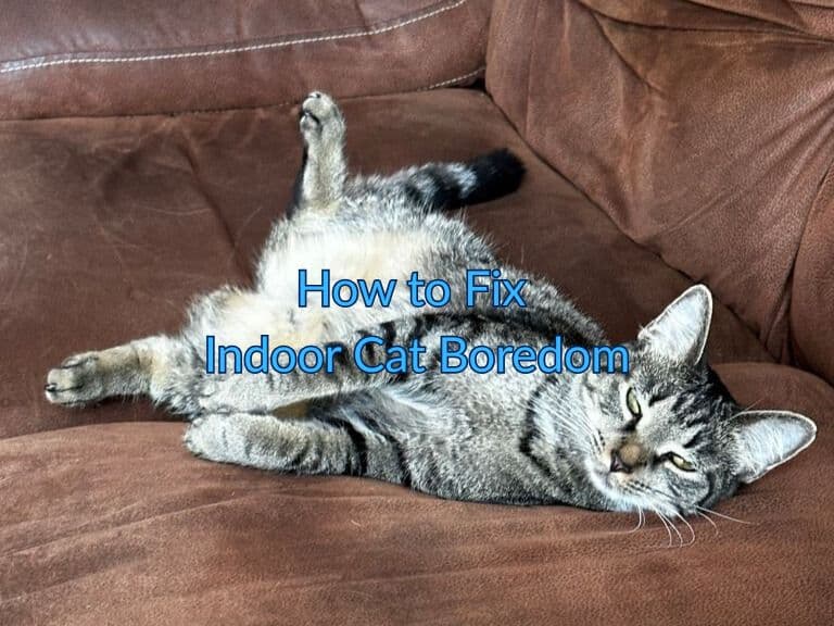 How to Fix Indoor Cat Boredom (10 Proven Ways That Actually Work)