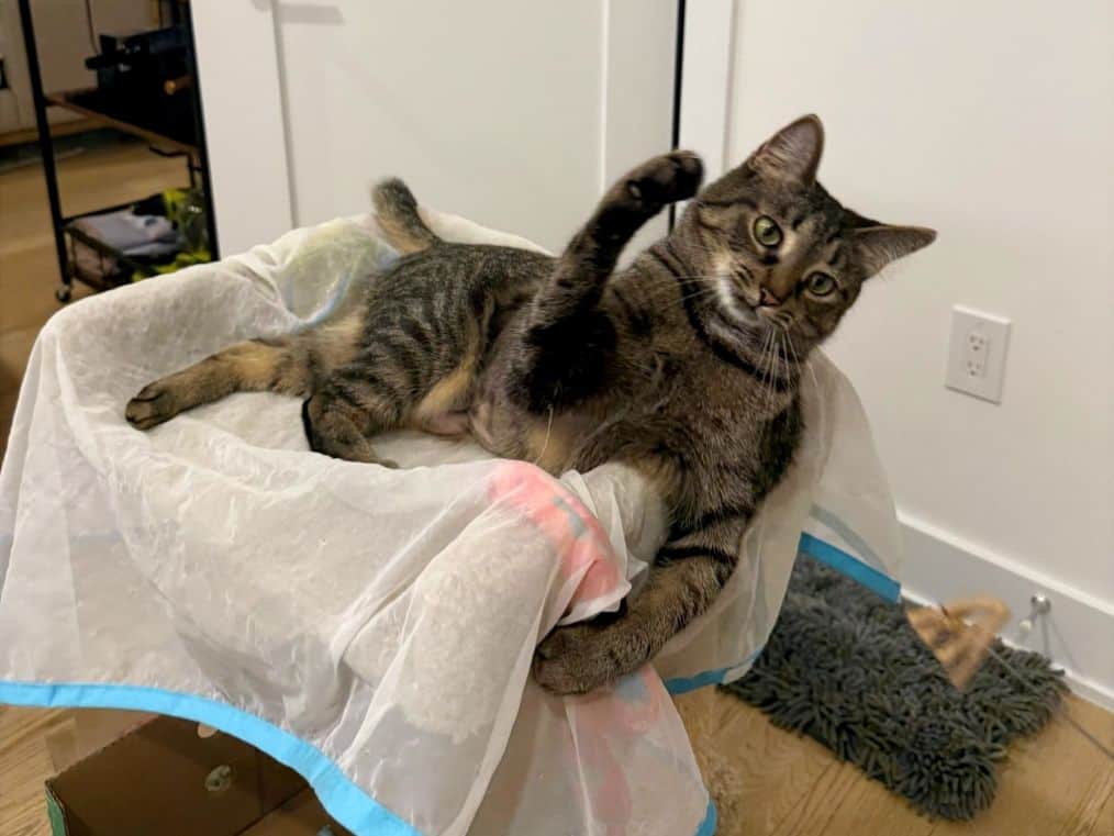 Grey tabby cat playing with a wand toy on a cat tree