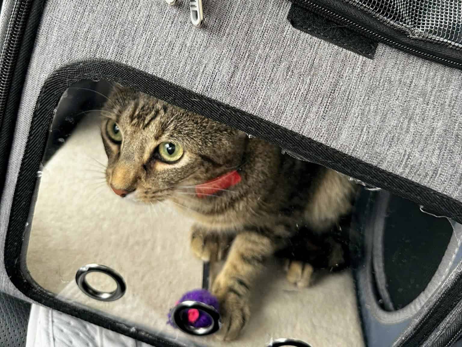 Is Pet Insurance Worth It for Indoor Cats?