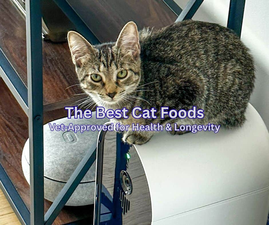 Best vet-approved cat food guide: tabby cat sits atop an automatic feeder