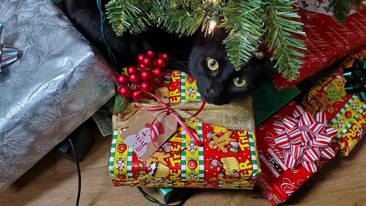 gifts for indoor cats